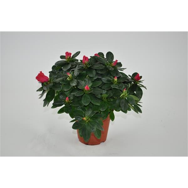Azalea simsii Nordlicht Rot
