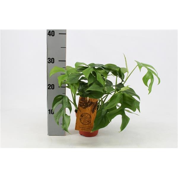 Monstera deliciosa Minima