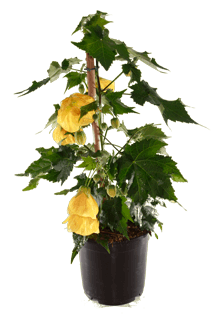 Abutilon hybrida Mix