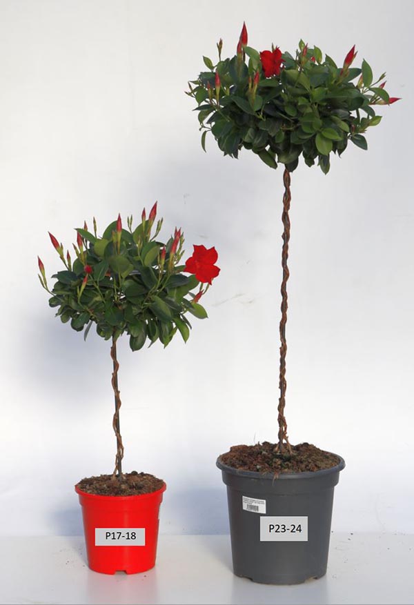 Dipladenia hybrida Red Sundeville