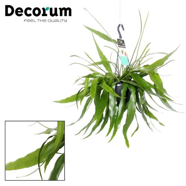 Epiphyllum hybrida Pumilum