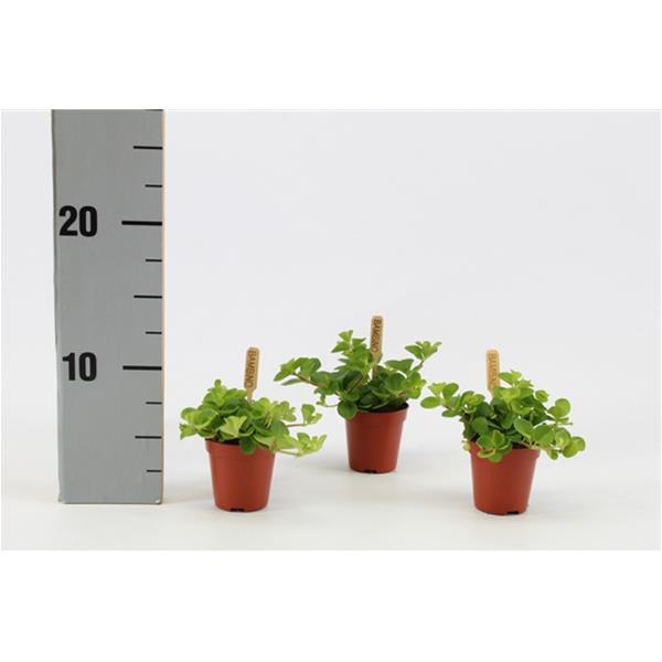 Peperomia rotundifolia