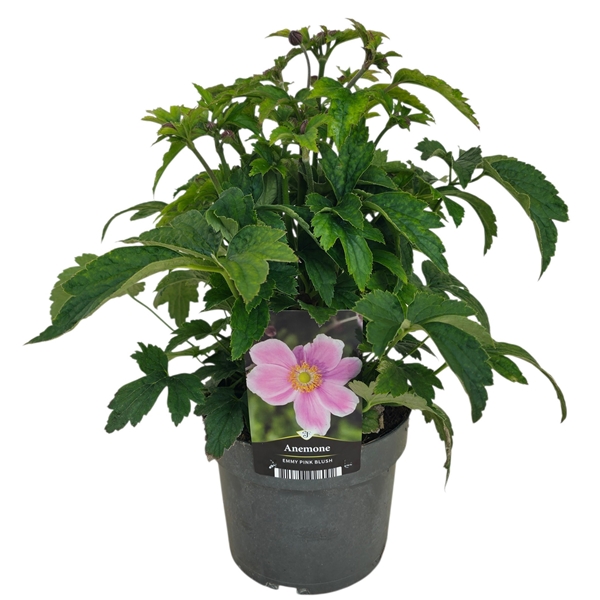 Anemone hupehensis Emmy Pink Blush