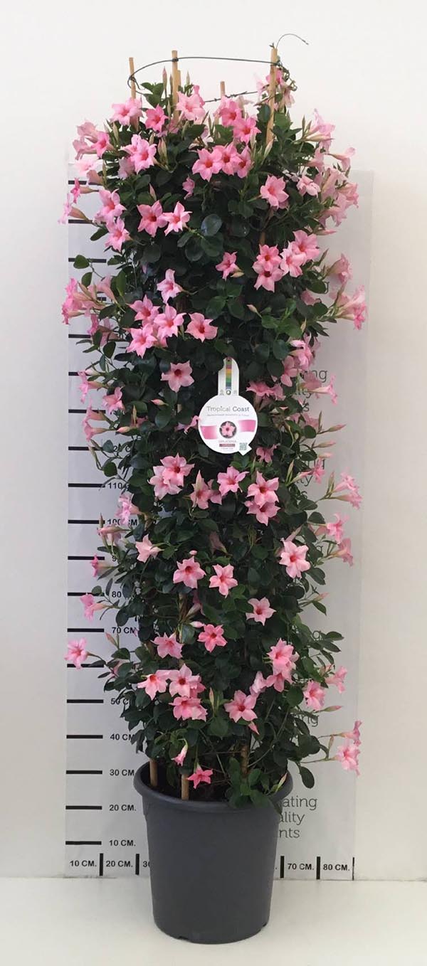 Dipladenia hybrida Säule Pink Sundevill