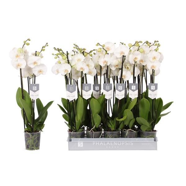 Phalaenopsis hybrida White World