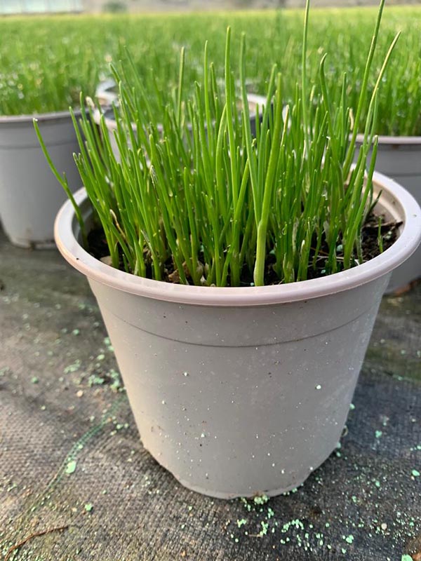 Allium schoenoprasum Schnittlauch