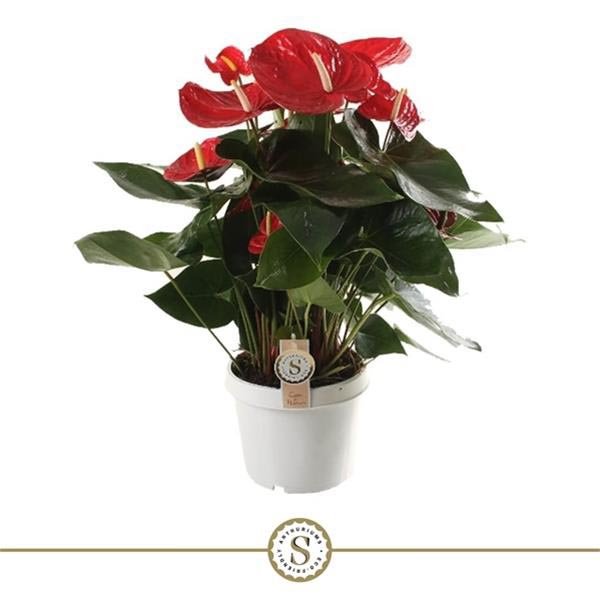 Anthurium andreanum Red Champion