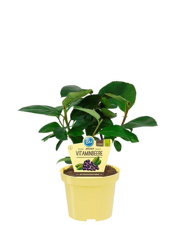 Aronia arbutifolia Bio-Vitaminbeere