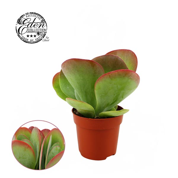 Kalanchoe thyrsiflora