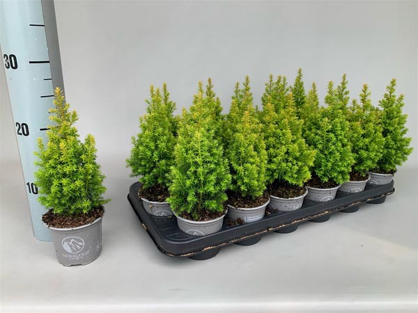 Chamaecyparis thyoides Novagold