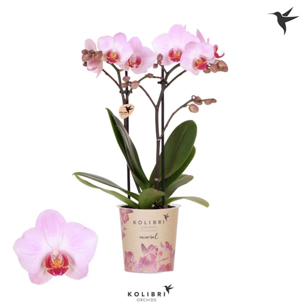 Phalaenopsis hybrida Multiflora Antwerp