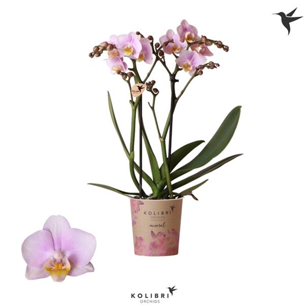 Phalaenopsis hybrida Multiflora Netherlands