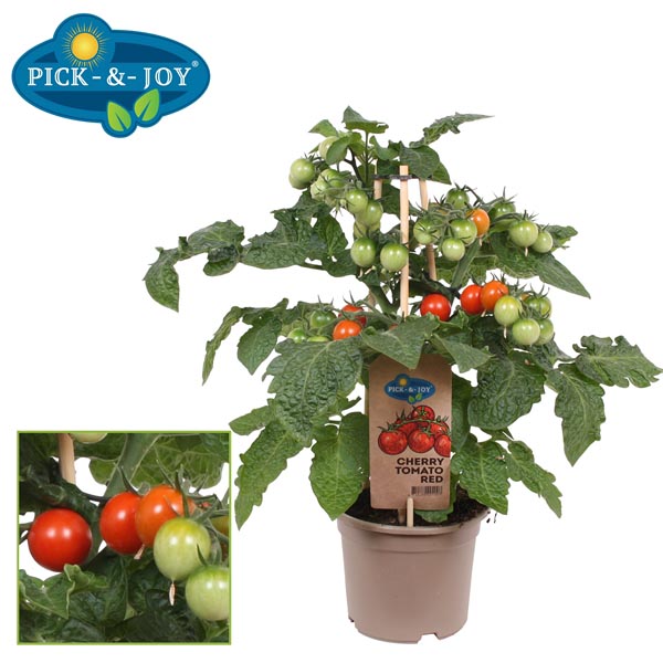 Solanum lycopersicum PICK-&-JOY Cherry Tomato Red