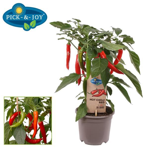 Capsicum annum PICK-&-JOY Hot Chili Red