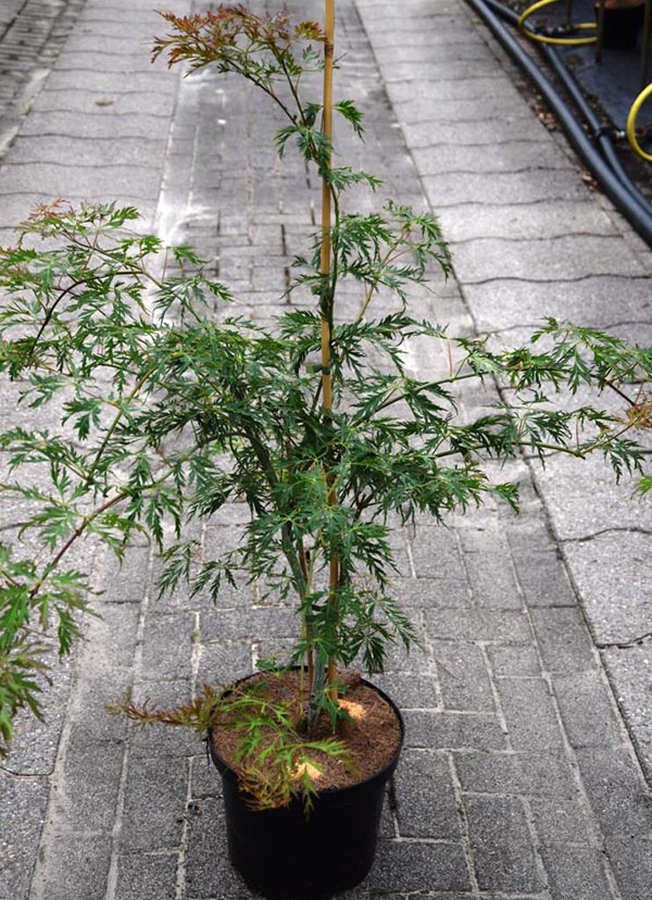 Acer pseudosieboldianum Ice Dragon