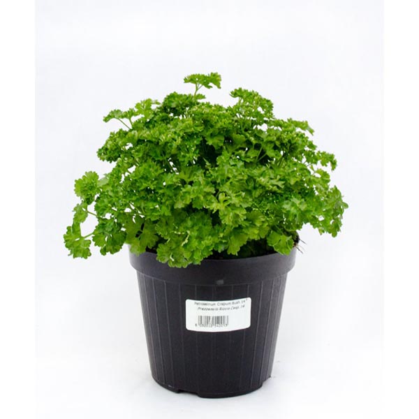 Petroselinum crispum Krause