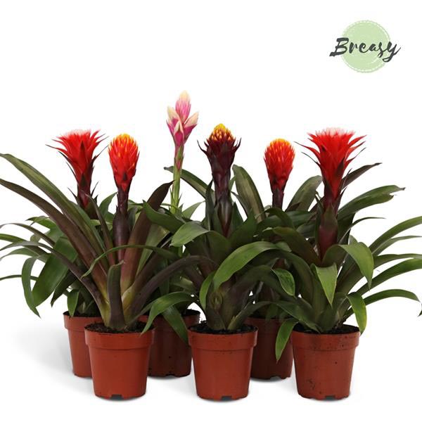 Guzmania hybrida Rockyflower Mix