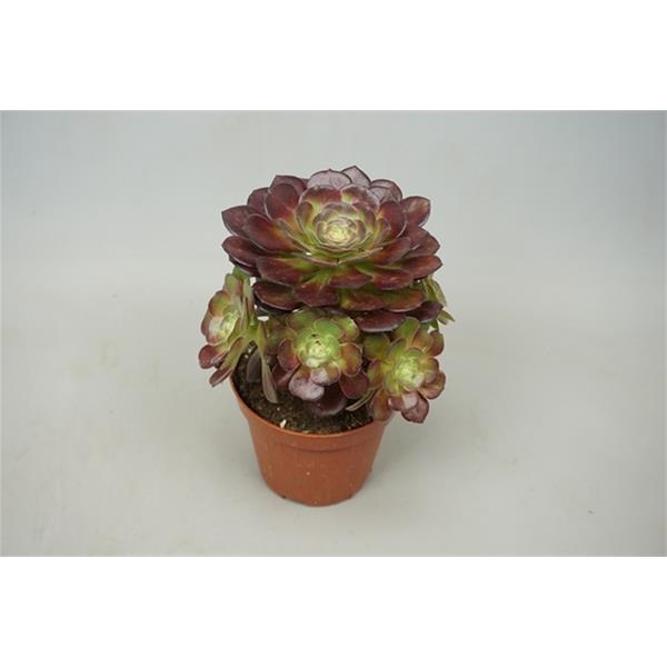 Aeonium arboreum Velours
