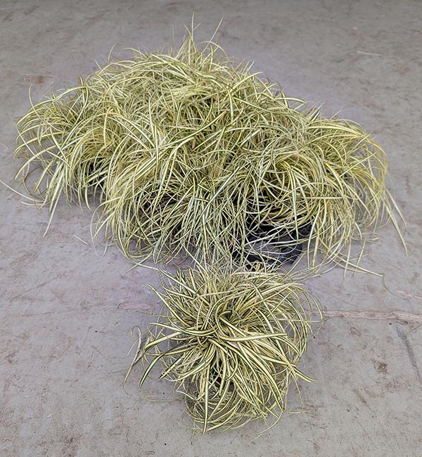 Carex hachijoensis Evergold