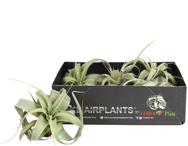 Tillandsia xerographica