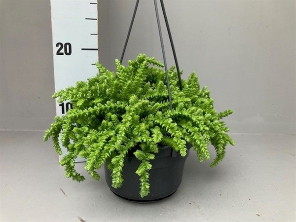 Crassula lycopodioides