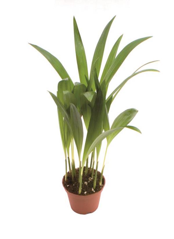 Chrysalidocarpus lutescens