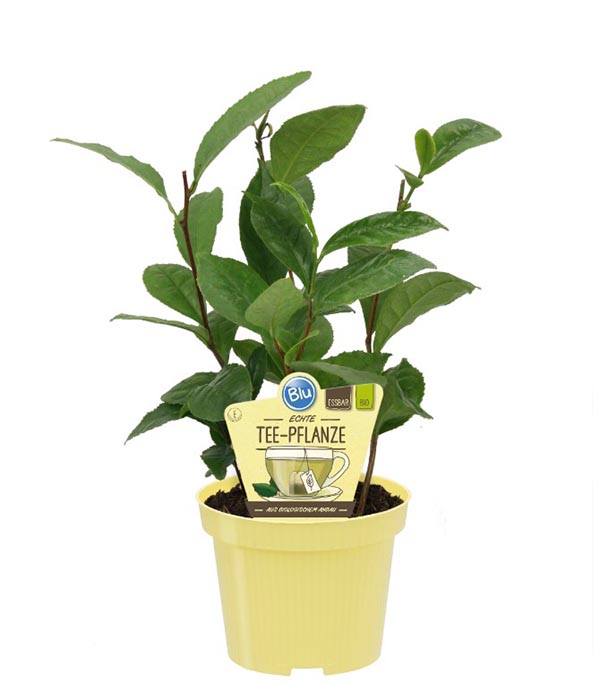 Camellia sinensis Bio-Echte Teepflanze