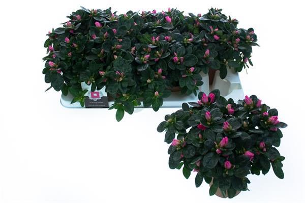 Azalea simsii Inka