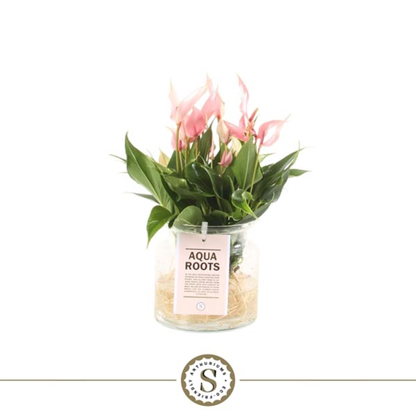 Anthurium andreanum Agua Roots Zierglas Lili