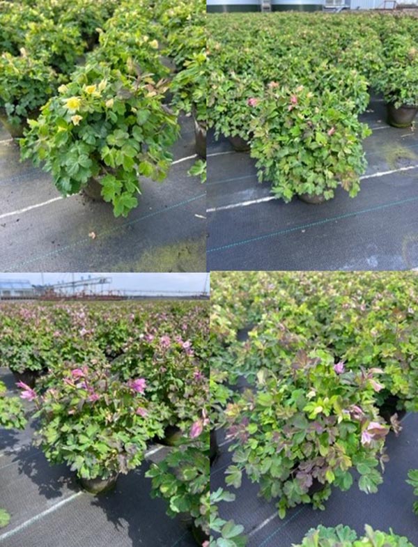 Aquilegia caerulea Mix Tontopf