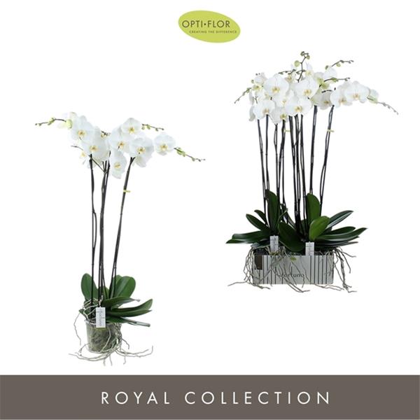 Phalaenopsis hybrida Fortuno Alto