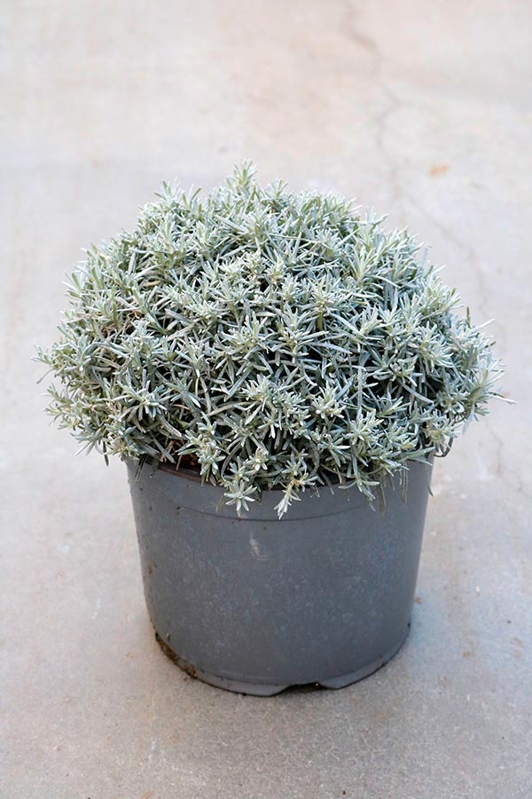 Helichrysum italicum