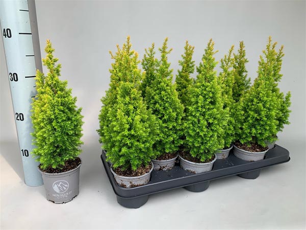 Chamaecyparis thyoides Novagold