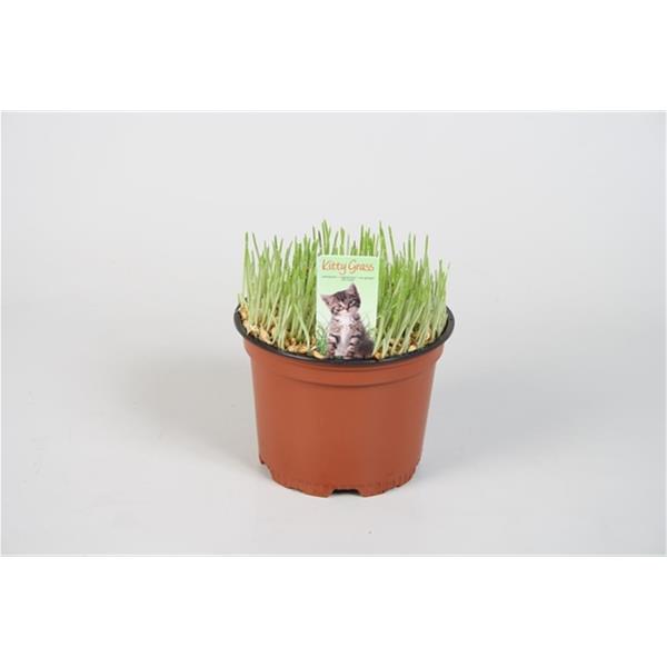 Hordeum vulgare Katzegras