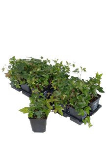 Hedera helix Shamrock