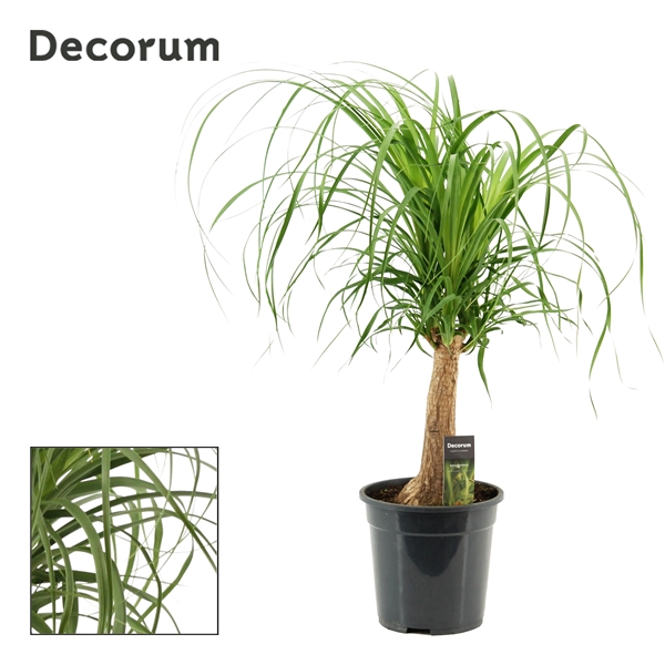 Beaucarnea recurvata
