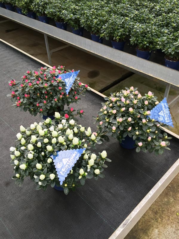 Azalea simsii Hortino Classic Mix