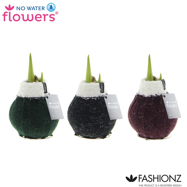 Amaryllis bella-donna Wax Happy Sox Cozy Wooly R. B