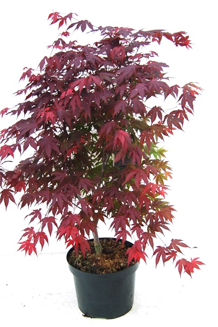 Acer palmatum Atropurpureum