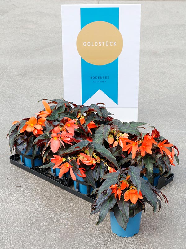 Begonia hybrida Bol.bonaparte Night Fever Pap