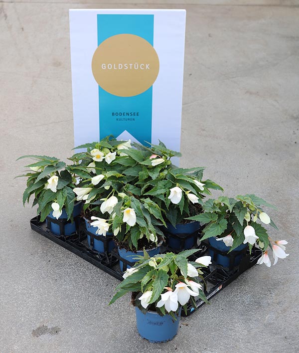 Begonia hybrida Groovy White