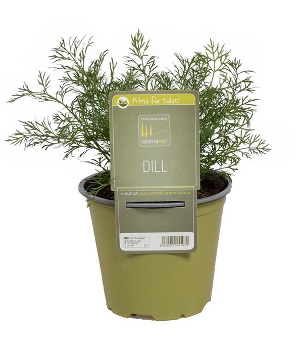 Anethum graveolens Dill SunnyHerbs