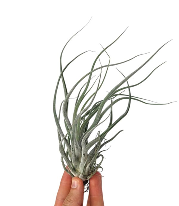 Tillandsia ehlersiana