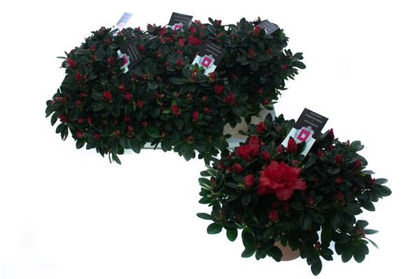 Azalea simsii Jimmy Kint Rot