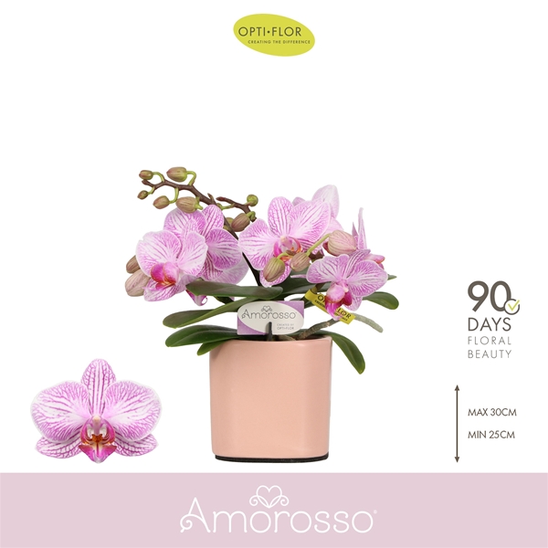 Phalaenopsis hybrida Amorosso Merlini In Piemonte Salmon