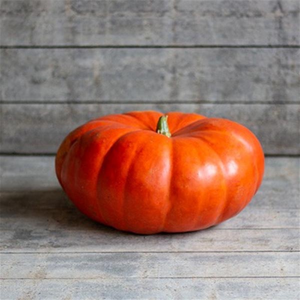 Cucurbita pepo Kürbis Rouge vif dEtampes
