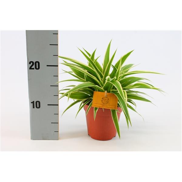 Chlorophytum comosum Ocean