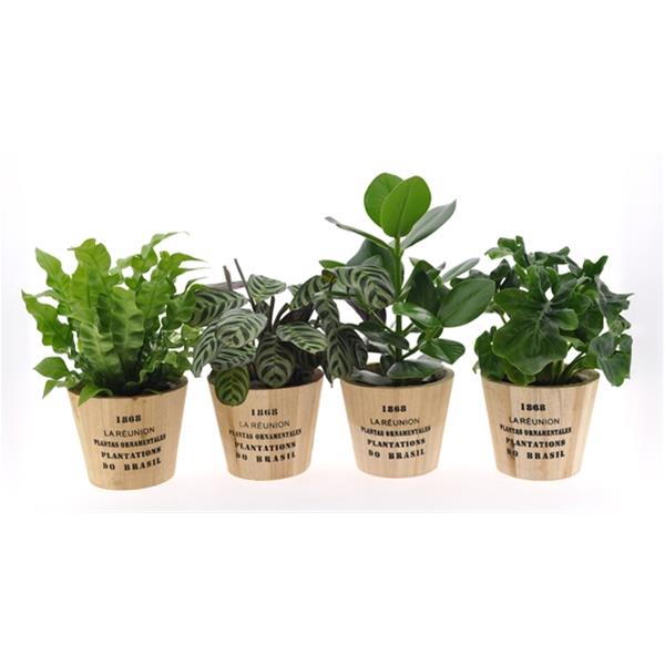 MIX-VE Grünmix Nairobi Topf