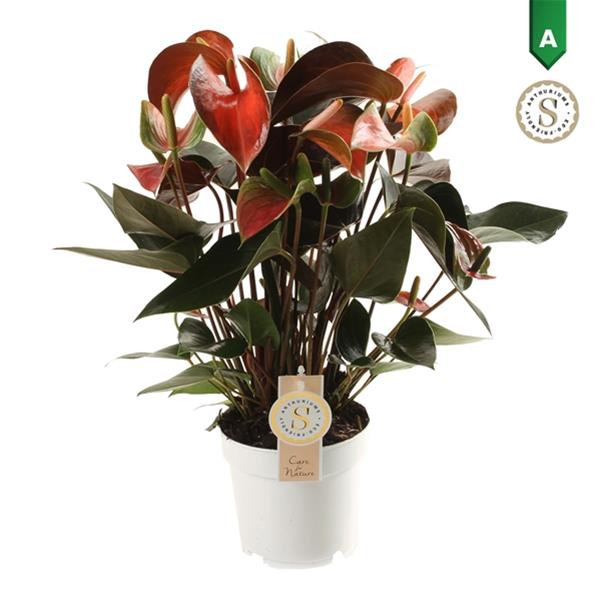Anthurium andreanum Rainbow Champion