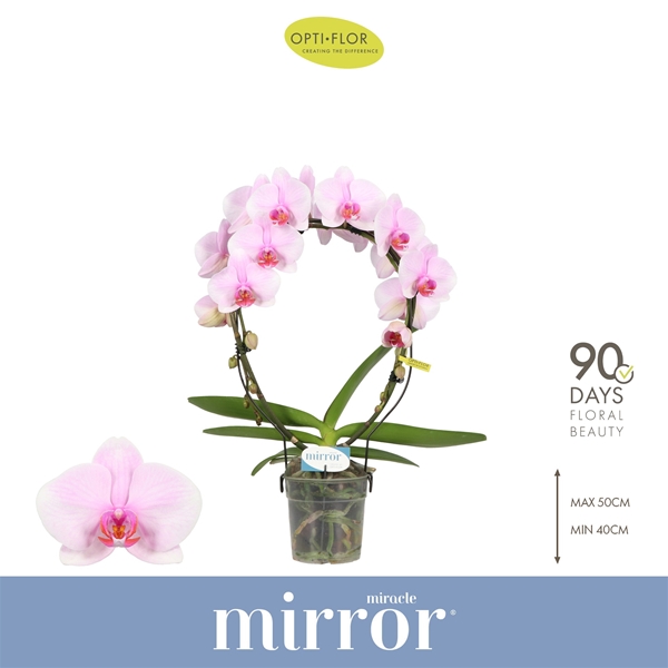 Phalaenopsis hybrida Miracle Tiana